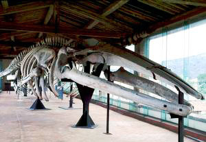 Sala dei cetacei - scheletro di balena
