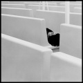Augusto De Luca - il bianco e nero del 1983 2.jpg
