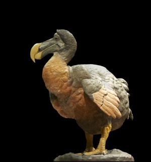 Dronte dodo Raphus cucullatus.jpg