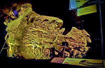Parte del cranio di un Leviatano (Livyatan melvillei)